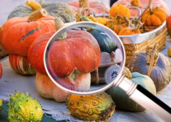 La filiera della frutta secca in Sicilia: opportunità di mercato e certificazioni per le aziende