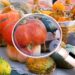 La filiera della frutta secca in Sicilia: opportunità di mercato e certificazioni per le aziende
