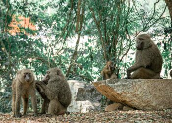 Le migliori riserve per animali in Sicilia: un patrimonio naturale da scoprire