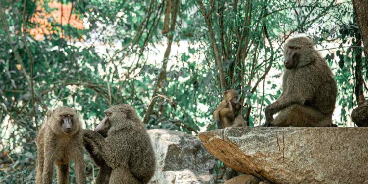 Le migliori riserve per animali in Sicilia: un patrimonio naturale da scoprire
