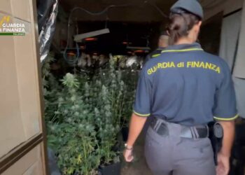 Palermo: Sequestrata una piantagione di marijuana