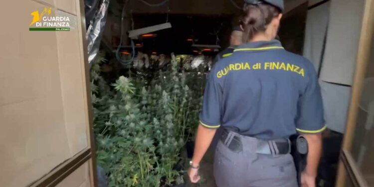 Palermo: Sequestrata una piantagione di marijuana