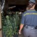 Palermo: Sequestrata una piantagione di marijuana