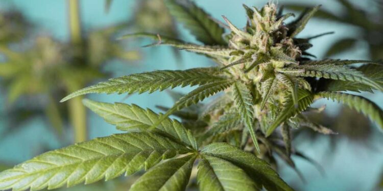 Cannabis medica in Sicilia: un appello per rivedere le regole regionali