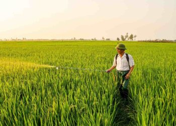 Lotta biologica con i feromoni: cos’è, come funziona e quando utilizzarla