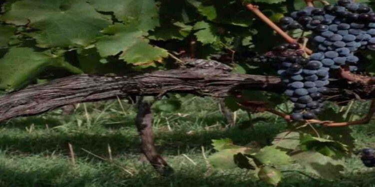 Vinitaly 2026, la Sicilia protagonista con 164 cantine: il biologico guida l’attrattività internazionale