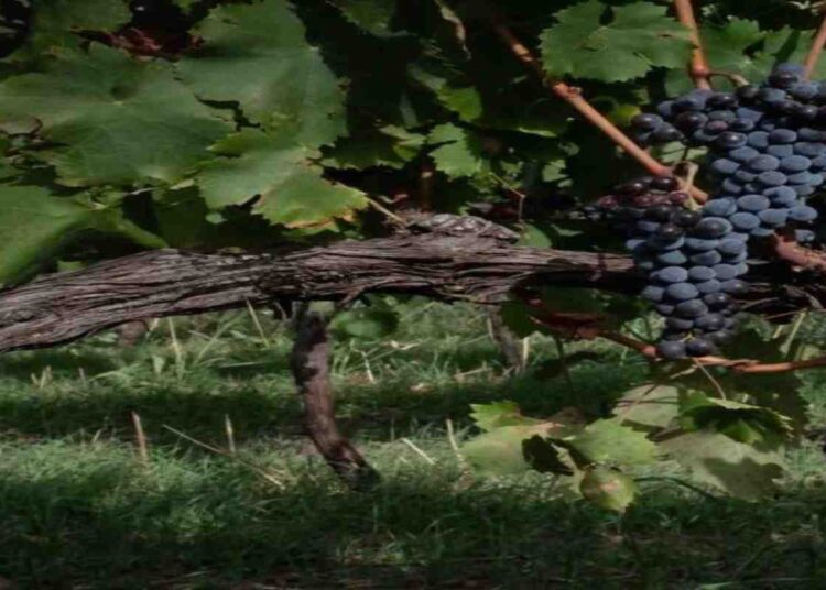 Vinitaly 2026, la Sicilia protagonista con 164 cantine: il biologico guida l’attrattività internazionale