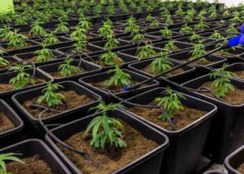 Comprare hashish legale in Italia: guida pratica