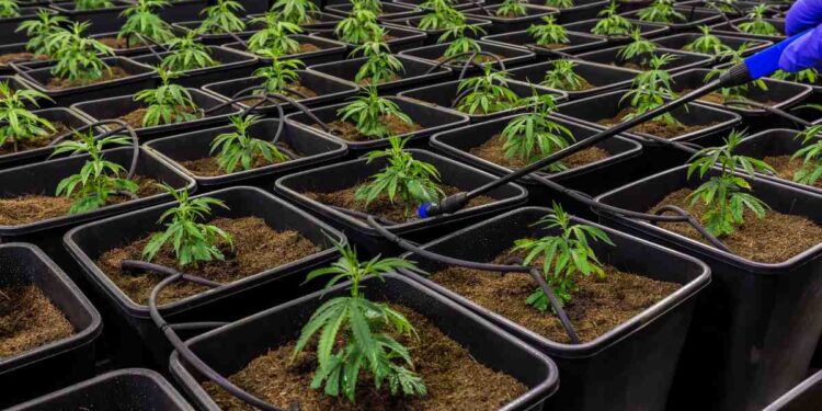 Comprare hashish legale in Italia: guida pratica