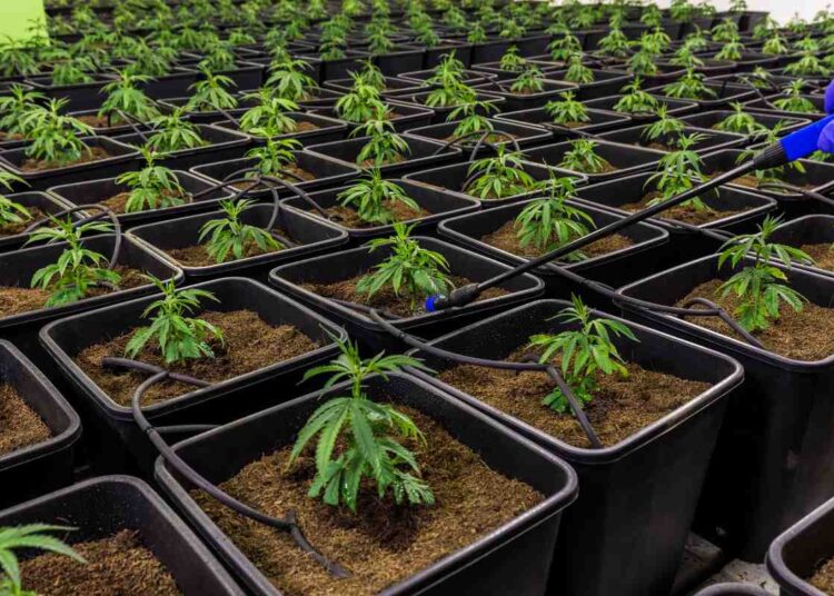 Comprare hashish legale in Italia: guida pratica