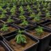 Comprare hashish legale in Italia: guida pratica
